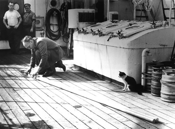 John Swallow assembling a float on RRS Discovery II, watched intently by two matelots and the ship's cat