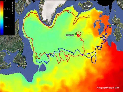 Float WMO 6900388 (red) and float WMO 4900628 (blue) trajectories, overlaid on an annually averaged temperature colourmap of the North Atlantic at 1000 m depth