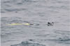 A float is investigated by a sea bird prior to its first descent. This float was one of seven deployed on the Atlantic Meridional Transect cruise in 2011.